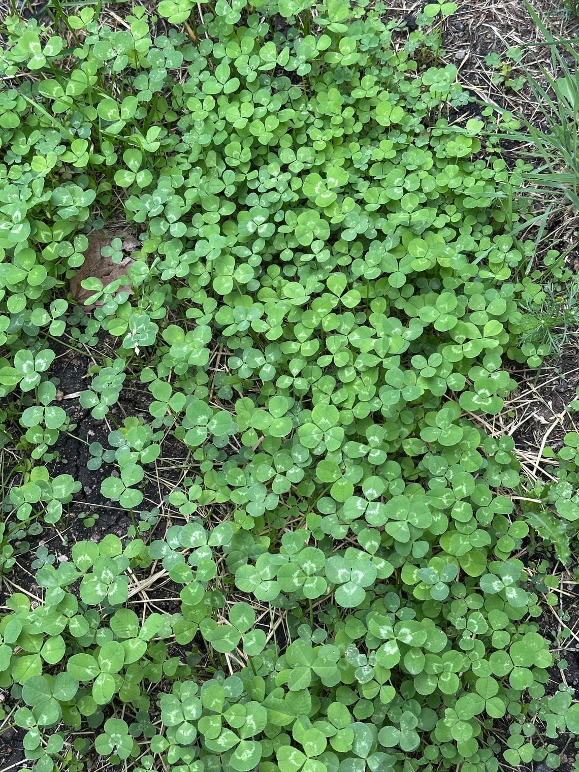 Clover updates