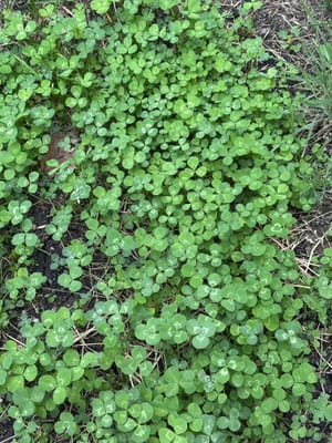 Clover updates